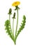 Dandelion. Realistic yellow flower with leaf. Summer natural season element, beautiful grass. Vector icon illustration