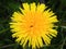 Dandelion` redirects here. It may refer to any of the genus Taraxacum or specifically to Taraxacum officinale