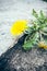 Dandelion on a rock