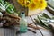 Dandelion roots and flowers. Infusion or tincture bottle of Taraxacum officinale.