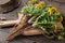 Dandelion roots with leaves