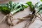 Dandelion roots with leaves on a wooden background