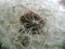 Dandelion rosette flower head seeds