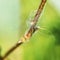 Dandelion`s umbrella caught on a branch