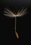 Dandelion seed