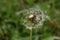 Dandelion seed bloom bursting forth