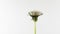 Dandelion Seed Blossom Timelapse on a white Background. Blooming dandelion flower open, time lapse, close-up. Love