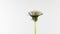 Dandelion Seed Blossom Timelapse on a white Background. Blooming dandelion flower open, time lapse, close-up. Love