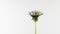 Dandelion Seed Blossom Timelapse on a white Background. Blooming dandelion flower open, time lapse, close-up. Love