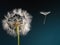 Dandelion with seed blowing away in the wind