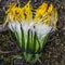 Dandelion Seed Bud Spread Out