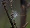 Dandelion seed entangled on spider web