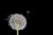 Dandelion Seed Floating Free