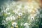 Dandelion seed, fluffy blow ball in meadow, beauty in springtime