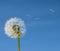 Dandelion with seed flying away