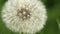 Dandelion Seed Head.