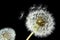 Dandelion seed head