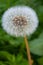 Dandelion Seed Head