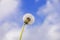 Dandelion seed head against the blue sky with white clouds. Beautiful dandelion