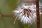 Dandelion seed head behind a rusted bar