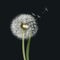 Dandelion seed head [ blow ball ]