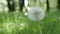 Dandelion Seed Head ,on blurry background, close-up.