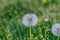 Dandelion Seed Head on blurry background macro close-up meadow white flowers in green grass