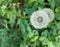 Dandelion Seed Head Close-up