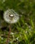 Dandelion seed head closeup in my backyard