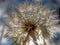 Dandelion seed head with colorful sparkles