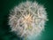 Dandelion Seed Head -detail