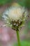 Dandelion seed head in an early stage of development