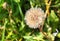 Dandelion seed head. Flower head in seed. Taraxacum, Asteraceae grows in nature.