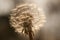 Dandelion seed head glowing in bright sunlight