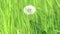 Dandelion seed head in green grass