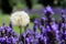 Dandelion seed head in lavender garden