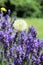 Dandelion seed head in lavender garden