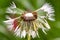 Dandelion seed head with lots of dew