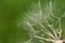 Dandelion seed head macro shot