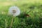 Dandelion Seed Head. Make a Wish!