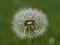 Dandelion Seed Head Partially Exposed