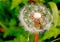 Dandelion Seed Head - Taraxacum Officinale