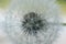 Dandelion seed head texture. close-up of dandelion fluff