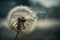 dandelion seed head in the wind, with gentle breeze swaying the seeds