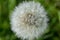 Dandelion Seed Pod in Macro