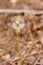 dandelion seed puffs growing wild in spring