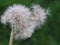 Dandelion Seedhead