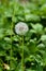 Dandelion seedhead