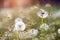 Dandelion seedhead closeup capturing in springtime