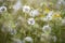 Dandelion seedhead closeup capturing in springtime